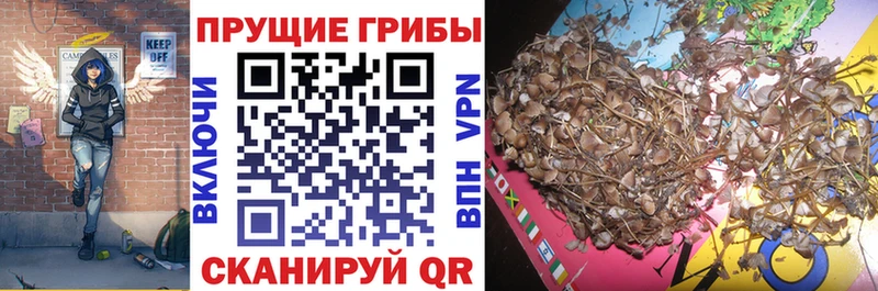 цены   Бирск  blacksprut ссылки  Галлюциногенные грибы Psilocybine cubensis 